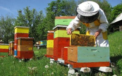 Obavijest za pčelare s područja općine Neum